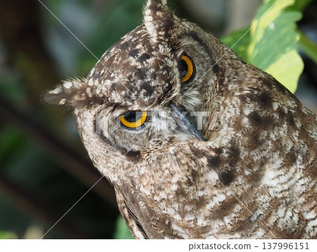 看貓頭鷹 137996151