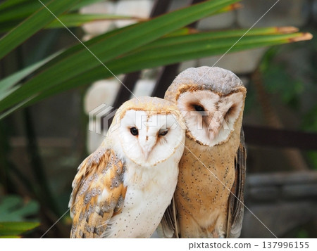 Cuddling owl Cuddling owl 137996155