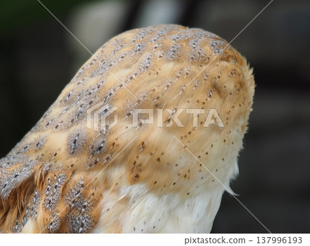 Owl from behind Owl from behind 137996193