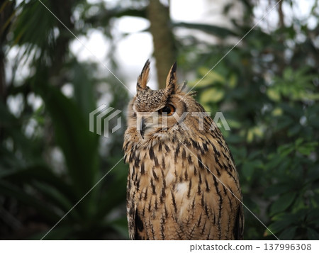 一隻貓頭鷹正凝視著它的獵物 一隻貓頭鷹正凝視著它的獵物 137996308