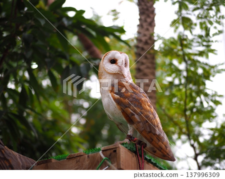 貓頭鷹回頭望去 貓頭鷹回頭望去 137996309
