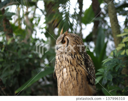 Owl facing sideways Owl facing sideways 137996310