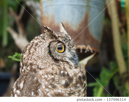A calming owl A calming owl 137996314