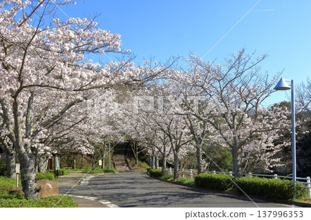 Cherry blossoms at Ryuo-zan General Park (Kurose-cho, Higashihiroshima City) Cherry blossoms at Ryuo-zan General Park (Kurose-cho, Higashihiroshima City) 137996353