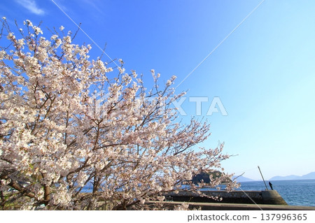 Oshibajima Island (Higashihiroshima City) in spring, with cherry blossoms in bloom. Oshibajima Island (Higashihiroshima City) in spring, with cherry blossoms in bloom. 137996365