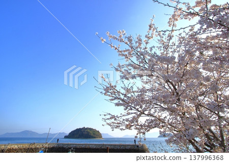 春天的柴島(東廣島市),櫻花盛開。 春天的柴島(東廣島市),櫻花盛開。 137996368