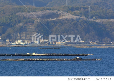 從大柴島(東廣島市)看到的莊福寺山公園的櫻花 從大柴島(東廣島市)看到的莊福寺山公園的櫻花 137996373