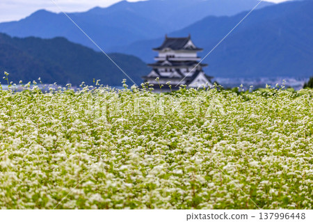勝山城博物館和盛開的蕎麥田:福井縣勝山市的秋景。 勝山城博物館和盛開的蕎麥田:福井縣勝山市的秋景。 137996448