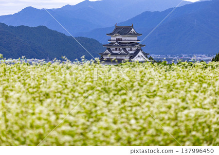 勝山城博物館和盛開的蕎麥田:福井縣勝山市的秋景。 勝山城博物館和盛開的蕎麥田:福井縣勝山市的秋景。 137996450