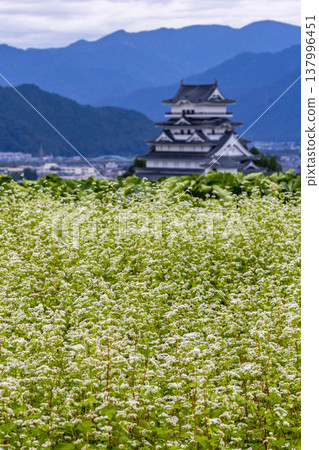 勝山城博物館和盛開的蕎麥田:福井縣勝山市的秋景。 勝山城博物館和盛開的蕎麥田:福井縣勝山市的秋景。 137996451