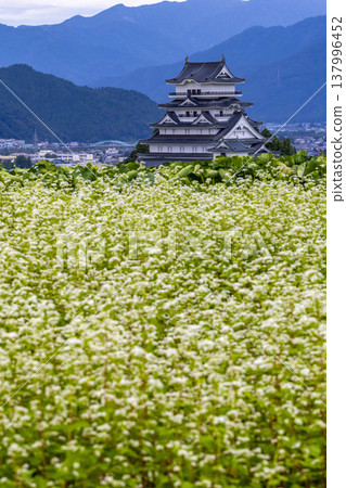 Katsuyama Castle Museum and a buckwheat field in full bloom: an autumn scene in Katsuyama City, Fukui Prefecture. Katsuyama Castle Museum and a buckwheat field in full bloom: an autumn scene in Katsuyama City, Fukui Prefecture. 137996452