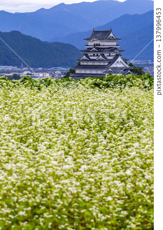 勝山城博物館和盛開的蕎麥田:福井縣勝山市的秋景。 勝山城博物館和盛開的蕎麥田:福井縣勝山市的秋景。 137996453