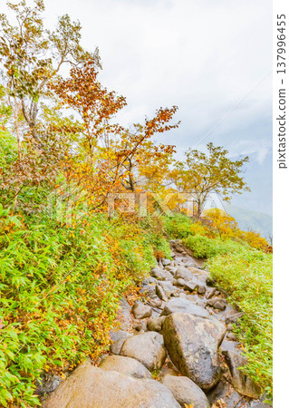 黑岳的秋葉美景 黑岳的秋葉美景 137996455