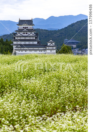 勝山城博物館和盛開的蕎麥田：福井縣勝山市的秋景。 137996486
