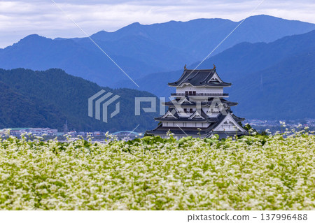 勝山城博物館和盛開的蕎麥田：福井縣勝山市的秋景。 137996488
