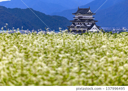 勝山城博物館和盛開的蕎麥田：福井縣勝山市的秋景。 137996495