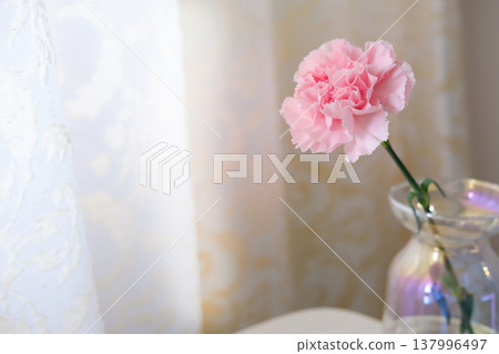 pink carnation 137996497