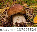 Fresh edible porcini mushroom with a thick white stalk in the grass 137996524