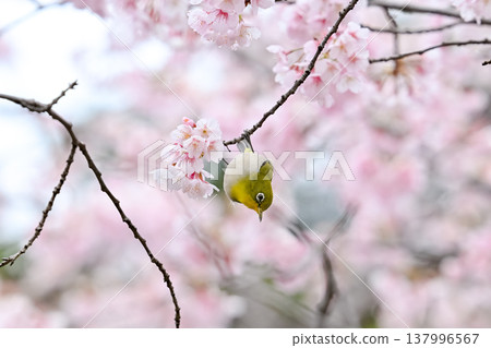 Mejiro on Kawazu cherry tree Mejiro on Kawazu cherry tree 137996567