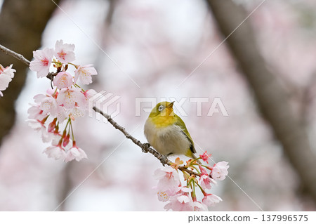 Mejiro on Kawazu cherry tree Mejiro on Kawazu cherry tree 137996575