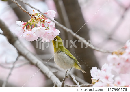 Mejiro on Kawazu cherry tree 137996576
