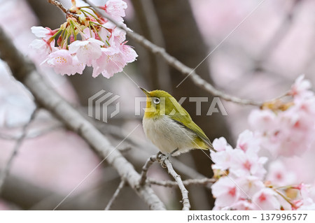 Mejiro on Kawazu cherry tree Mejiro on Kawazu cherry tree 137996577