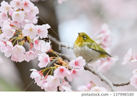 Mejiro on Kawazu cherry tree Mejiro on Kawazu cherry tree 137996580