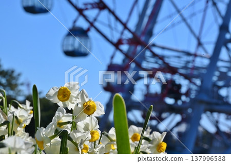東京葛西臨海公園的水仙與摩天輪 東京葛西臨海公園的水仙與摩天輪 137996588