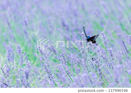 Black Swallowtail Black Swallowtail 137996596