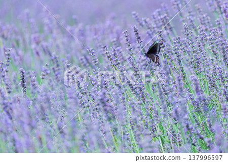 Black Swallowtail Black Swallowtail 137996597