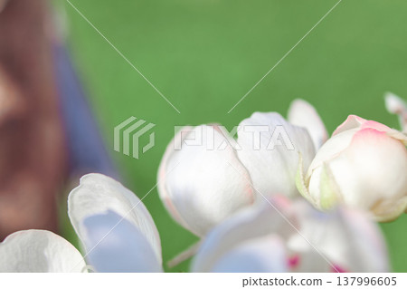 Petals gently curve against a spring backdrop, soft light highlights the texture of the flower, perfect for spring, floral or romantic themes, as well as weddings, beauty or nature designs, pear Petals gently curve against a spring backdrop, soft light highlights the texture of the flower, perfect for spring, floral or romantic themes, as well as weddings, beauty or nature designs, pear 137996605