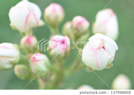 Petals gently curve against a spring backdrop, soft light highlights the texture of the flower, perfect for spring, floral or romantic themes, as well as weddings, beauty or nature designs, pear 137996608