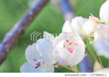 Petals gently curve against a spring backdrop, soft light highlights the texture of the flower, perfect for spring, floral or romantic themes, as well as weddings, beauty or nature designs, pear Petals gently curve against a spring backdrop, soft light highlights the texture of the flower, perfect for spring, floral or romantic themes, as well as weddings, beauty or nature designs, pear 137996611