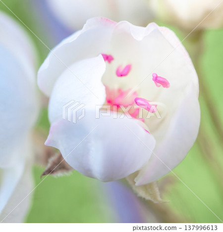 Petals gently curve against a spring backdrop, soft light highlights the texture of the flower, perfect for spring, floral or romantic themes, as well as weddings, beauty or nature designs, pear Petals gently curve against a spring backdrop, soft light highlights the texture of the flower, perfect for spring, floral or romantic themes, as well as weddings, beauty or nature designs, pear 137996613