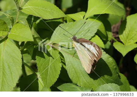 Living creatures, insects: Taiwanese white butterfly, a white butterfly with a wingspan of about 5 centimeters. The larvae feed on the plant *Gyoboku*. Living creatures, insects: Taiwanese white butterfly, a white butterfly with a wingspan of about 5 centimeters. The larvae feed on the plant *Gyoboku*. 137996633