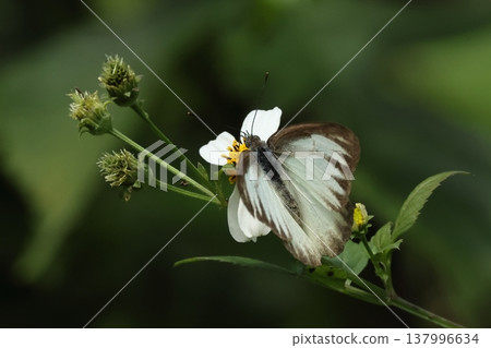 Living creatures, insects: A Taiwanese white butterfly, in Ishigaki Island in March. Fluttering around and feeding on nectar from flowers in the grassy area at the edge of the forest. Living creatures, insects: A Taiwanese white butterfly, in Ishigaki Island in March. Fluttering around and feeding on nectar from flowers in the grassy area at the edge of the forest. 137996634