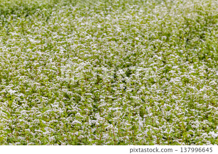 Buckwheat flowers, a specialty of Fukui Prefecture, bloom in a buckwheat field under a clear autumn sky. 137996645