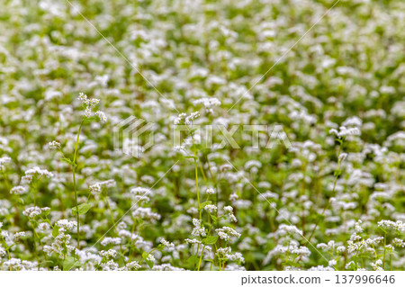 Buckwheat flowers, a specialty of Fukui Prefecture, bloom in a buckwheat field under a clear autumn sky. 137996646