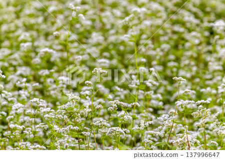 Buckwheat flowers, a specialty of Fukui Prefecture, bloom in a buckwheat field under a clear autumn sky. 137996647