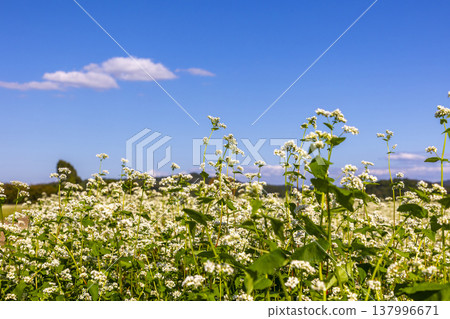 Buckwheat flowers, a specialty of Fukui Prefecture, bloom in a buckwheat field under a clear autumn sky. Buckwheat flowers, a specialty of Fukui Prefecture, bloom in a buckwheat field under a clear autumn sky. 137996671