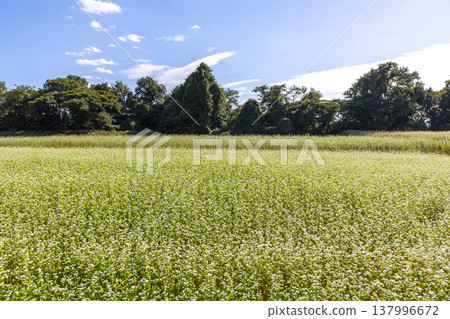 Buckwheat flowers, a specialty of Fukui Prefecture, bloom in a buckwheat field under a clear autumn sky. 137996672