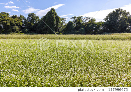 Buckwheat flowers, a specialty of Fukui Prefecture, bloom in a buckwheat field under a clear autumn sky. 137996673