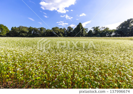 Buckwheat flowers, a specialty of Fukui Prefecture, bloom in a buckwheat field under a clear autumn sky. 137996674