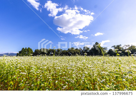 Buckwheat flowers, a specialty of Fukui Prefecture, bloom in a buckwheat field under a clear autumn sky. 137996675