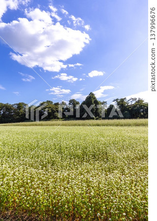 Buckwheat flowers, a specialty of Fukui Prefecture, bloom in a buckwheat field under a clear autumn sky. 137996676