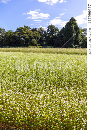 Buckwheat flowers, a specialty of Fukui Prefecture, bloom in a buckwheat field under a clear autumn sky. 137996677
