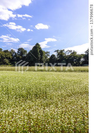 福井縣特產蕎麥花在晴朗的秋日天空下，於蕎麥田中盛開。 137996678