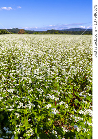 Buckwheat flowers, a specialty of Fukui Prefecture, bloom in a buckwheat field under a clear autumn sky. 137996679