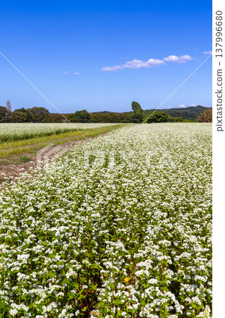 Buckwheat flowers, a specialty of Fukui Prefecture, bloom in a buckwheat field under a clear autumn sky. 137996680
