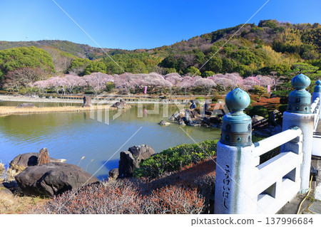 【愛媛郡】晴空下的南樂園梅花祭 137996684